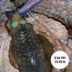 エギング夕まづめ