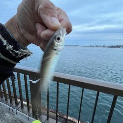 ごきげんイカが？