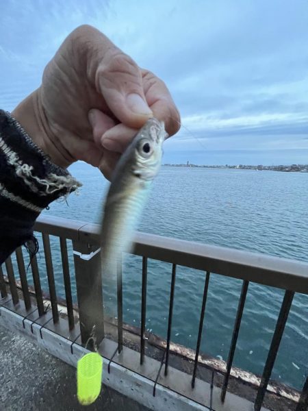 ごきげんイカが？