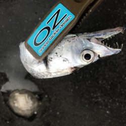 朝マズメに太刀魚GET