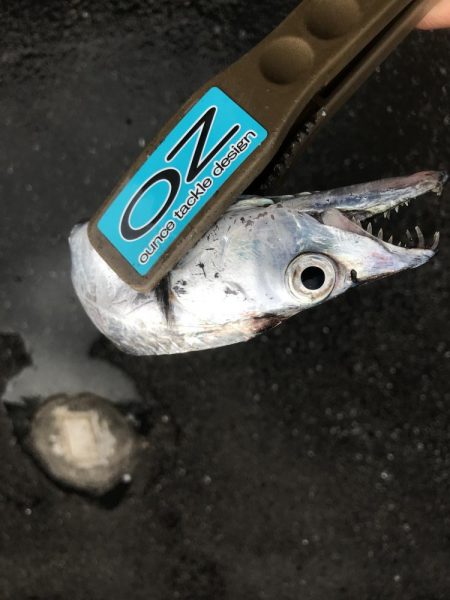 朝マズメに太刀魚GET