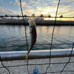 アジを求めてウロウロ②