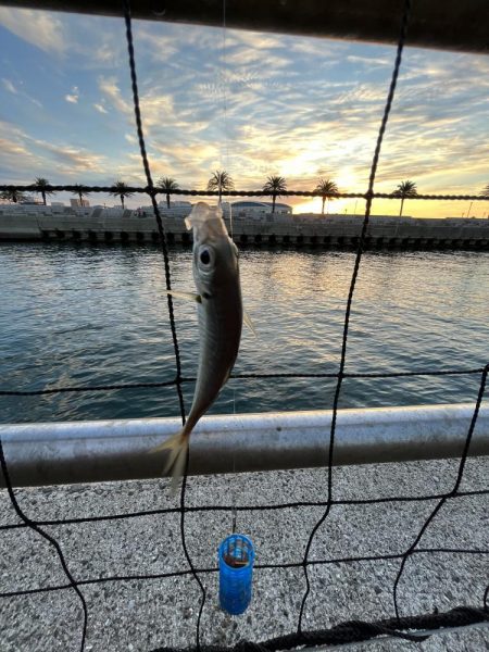 アジを求めてウロウロ②