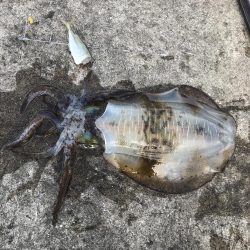 ヤエンでアオリイカGET