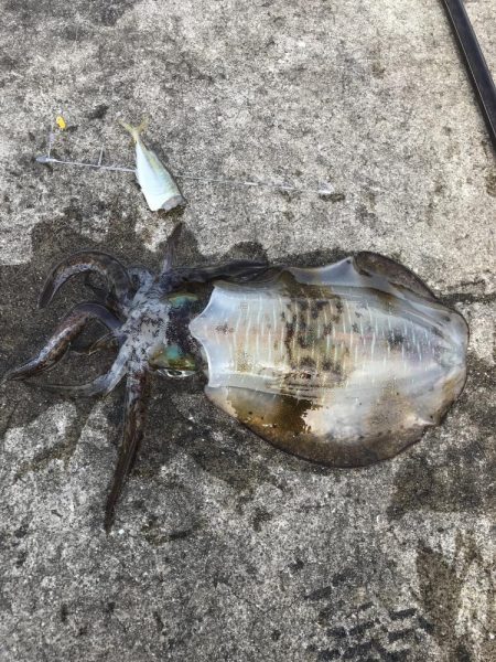 ヤエンでアオリイカGET