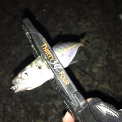 豆アジング　スタート