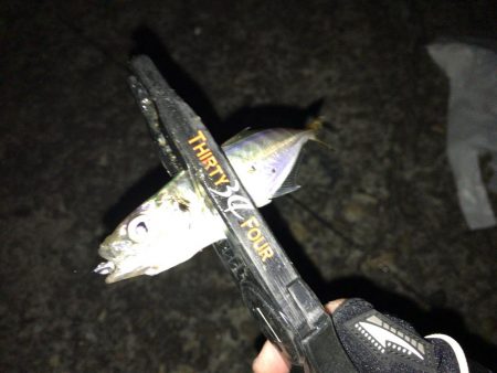 豆アジング　スタート