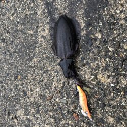 朝マヅメエギング