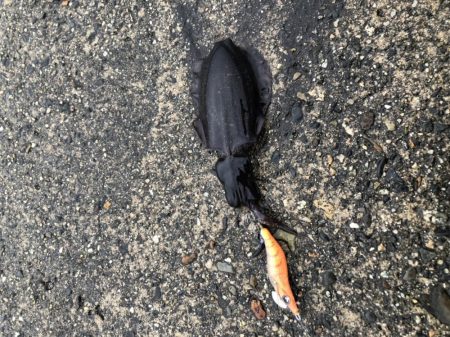 朝マヅメエギング