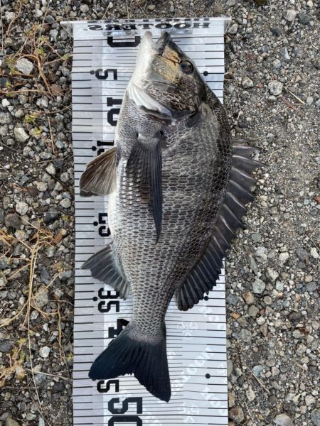 イチノ兄弟、釣果！