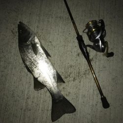 セイゴ祭りの後