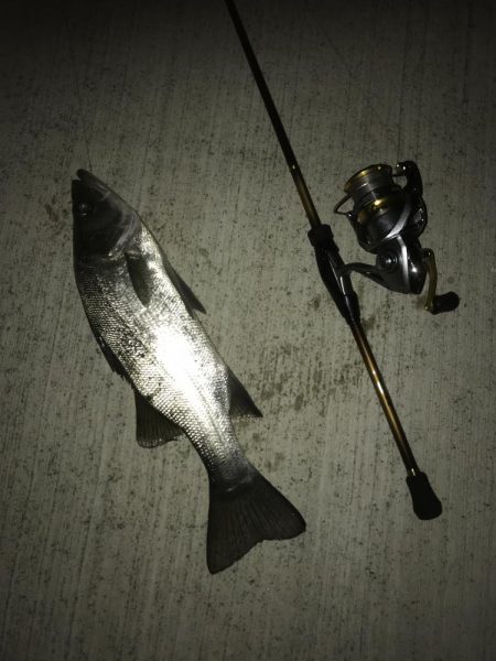 セイゴ祭りの後