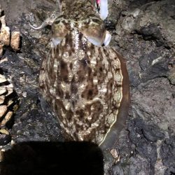 こんな磯に誰も来ないよポイントエギング