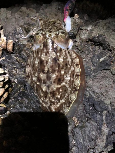 こんな磯に誰も来ないよポイントエギング