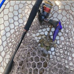 蒲生田沖でティップラン開幕