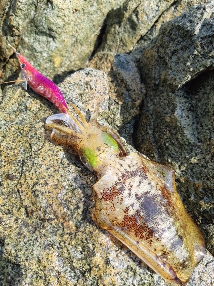 イカの気持ち６