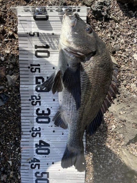 イチノ兄弟(兄)、釣果!