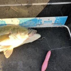 北山田50cm他4匹