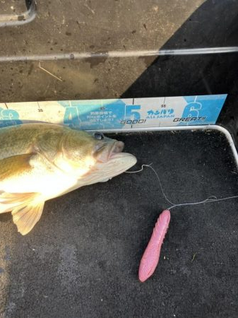 北山田50cm他4匹