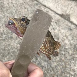 デイゲームでガシラ釣り