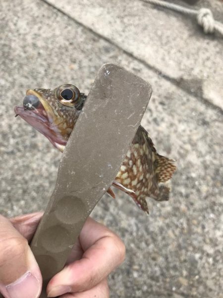 デイゲームでガシラ釣り