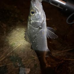 夜　ヒラセイゴ