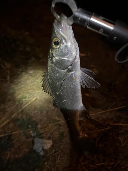 夜　ヒラセイゴ