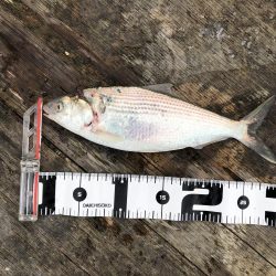 今年初の筏釣り