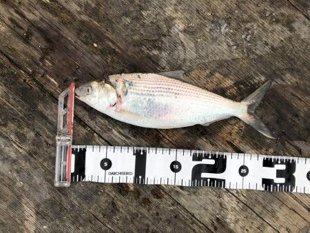 今年初の筏釣り