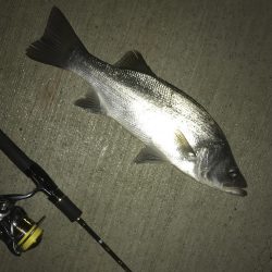 大きめヒラセイゴ!