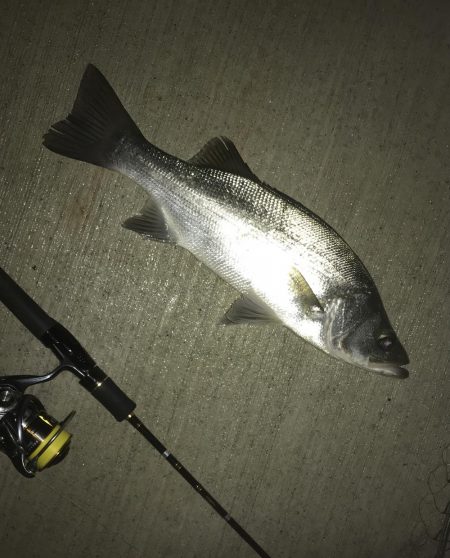 大きめヒラセイゴ!