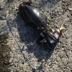 ヤエンでアオリイカ3杯GET