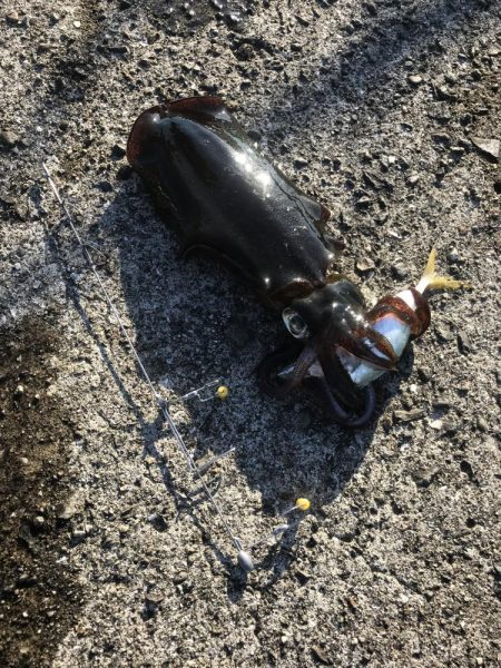 ヤエンでアオリイカ3杯GET