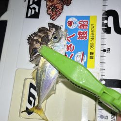 小雨豆アジ ング