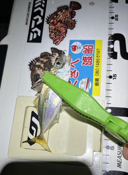 小雨豆アジ ング