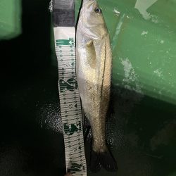 防波堤につけてる船から光によったスズキ狙い