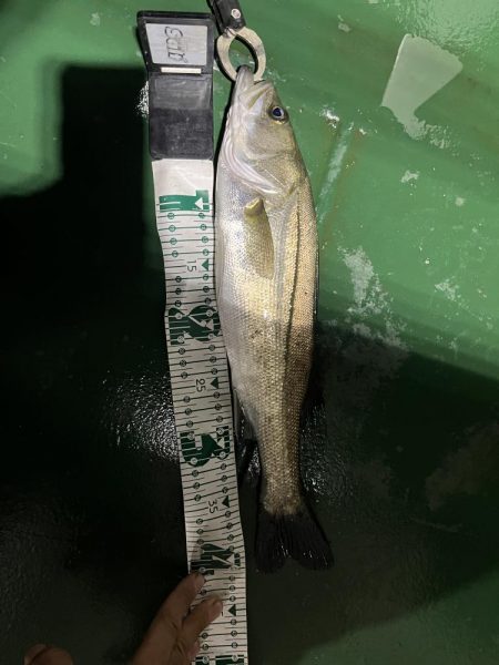 防波堤につけてる船から光によったスズキ狙い