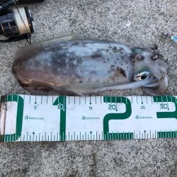 2022 佐渡ヶ島エギング 36回目【10月26日】