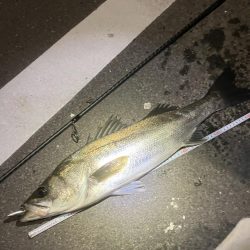 やっとやっとのスズキサイズ