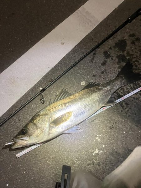 やっとやっとのスズキサイズ