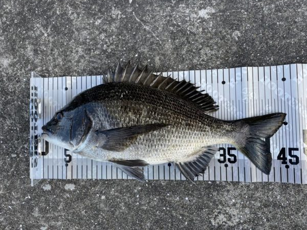 イチノ兄弟、釣果!