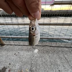 アジを求めてウロウロ