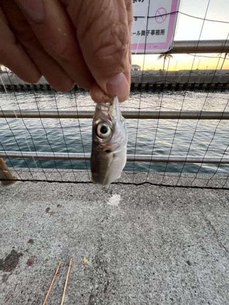 アジを求めてウロウロ