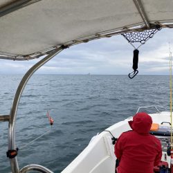 蒲生田沖でアオリイカ