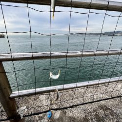 アジさん久しぶり