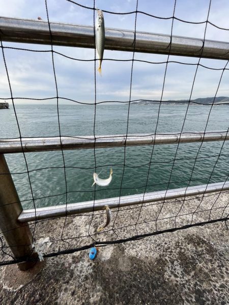 アジさん久しぶり