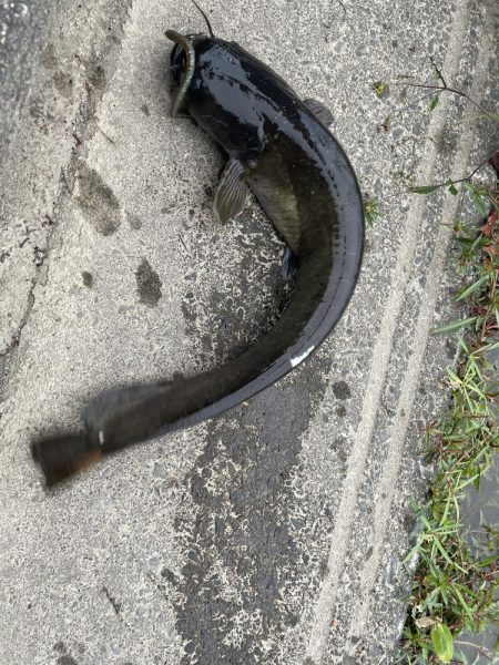 またお前か、、、