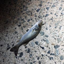 地元では二連続坊主だったので