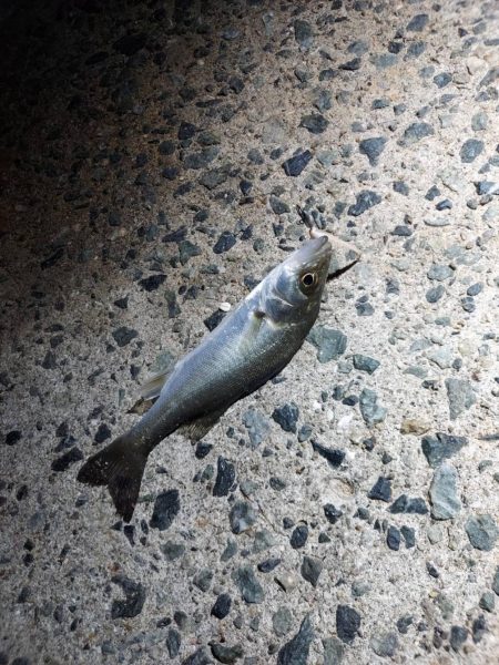 地元では二連続坊主だったので