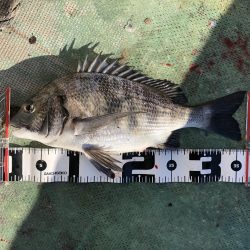 最近団子釣りにハマってます！